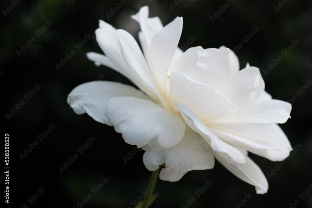 White rose plant isolated on black, closeup, outdoor, natural bright rose flower with beautiful petals, a colorful bud of the blooming wild flower in the summer garden, love and romantic background. White rose plant isolated on black, closeup, outdoor, natural bright rose flower with beautiful petals, a colorful bud of the blooming wild flower in the summer garden, love and romantic background.