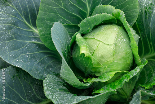 Fotografija green cabbage with water drops grow in the garden