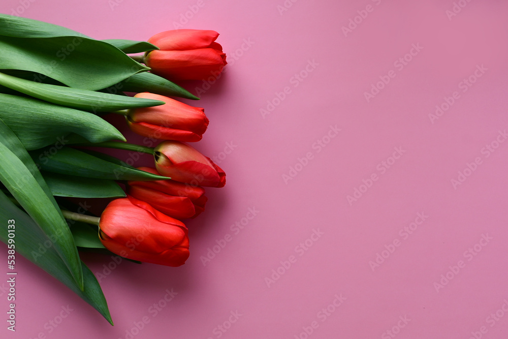 Red Tulip on Pink Background. Copy space Red Tulip on Pink Background. Copy space