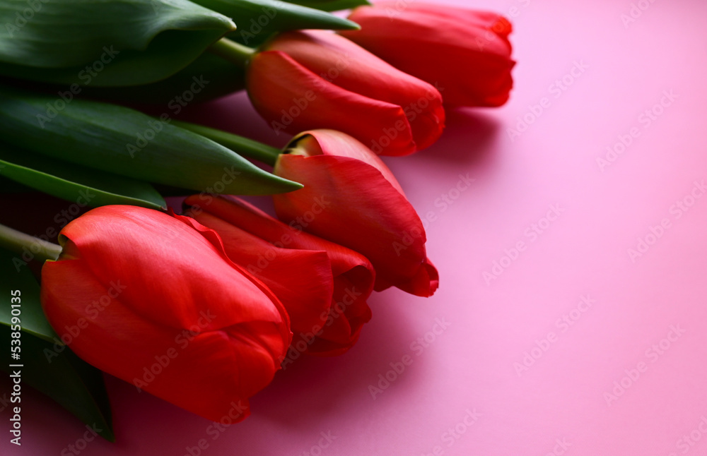 Red Tulip on Pink Background. Copy space Red Tulip on Pink Background. Copy space