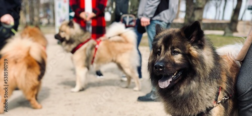 group of dogs