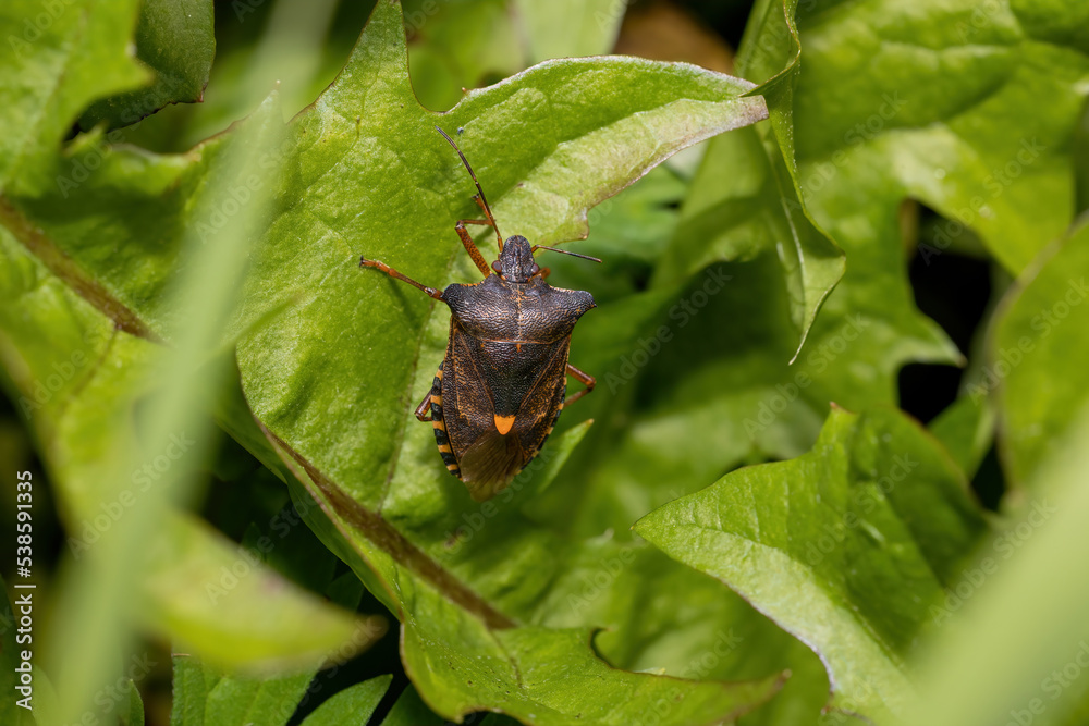 Red-legged shieldbug (Pentatoma rufipes) or forest bug on a green leaf Red-legged shieldbug (Pentatoma rufipes) or forest bug on a green leaf