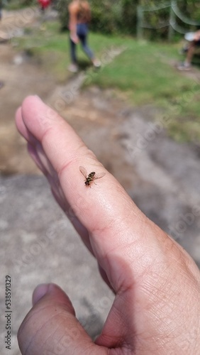 hand holding a bee