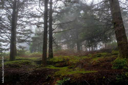 Coniferous forests at the foot of Pico Arieiro in Madeira