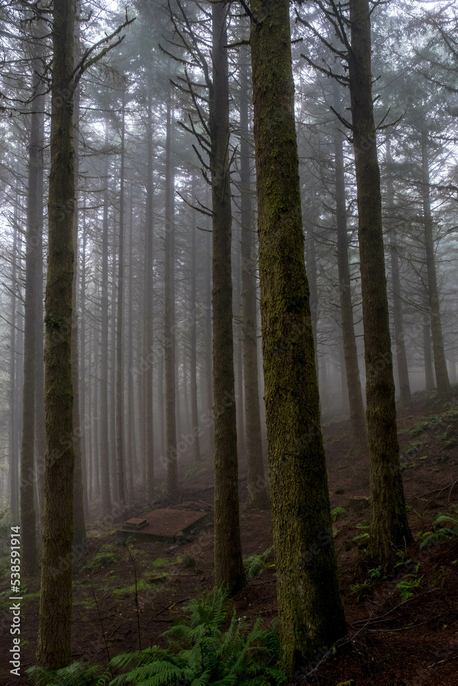 Fototapeta premium Coniferous forests at the foot of Pico Arieiro in Madeira