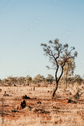 Termite mounds in the outback photo
