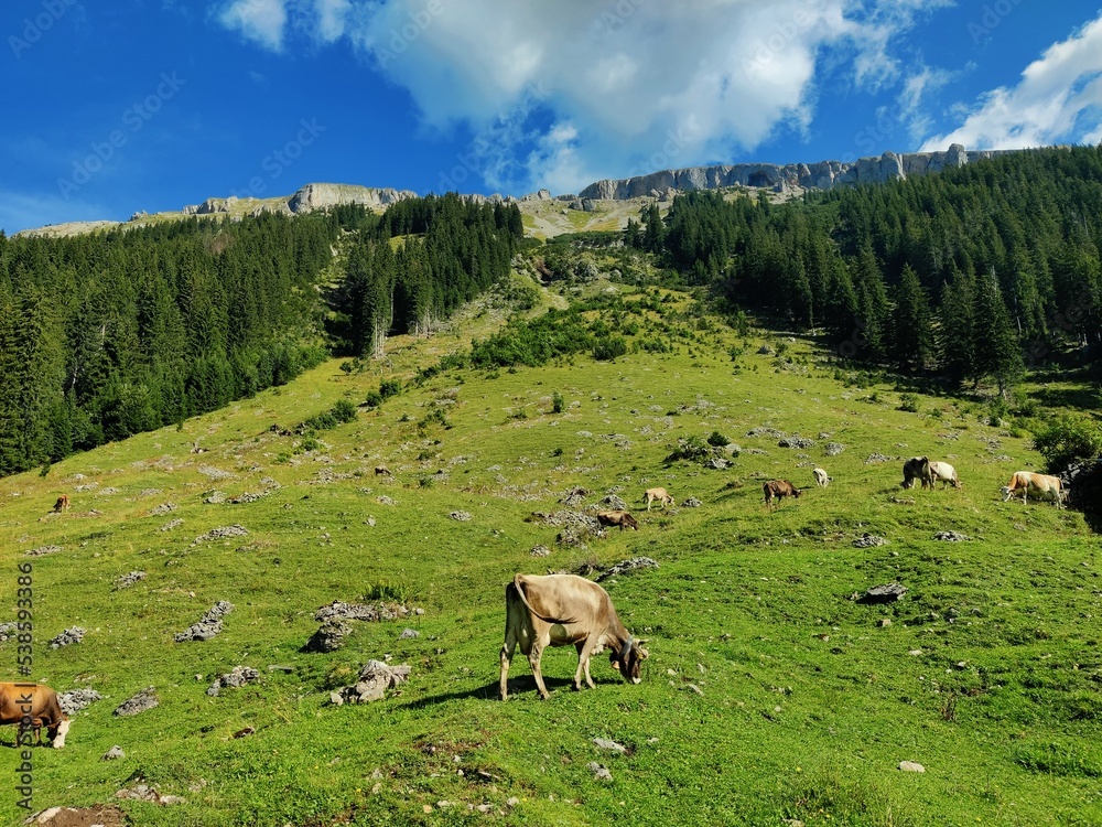 Kühe vor Bergpanorama auf der Wiese