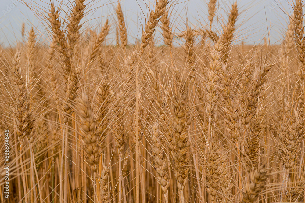 golden wheat field golden wheat field