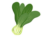Chinese pak choi cabbage