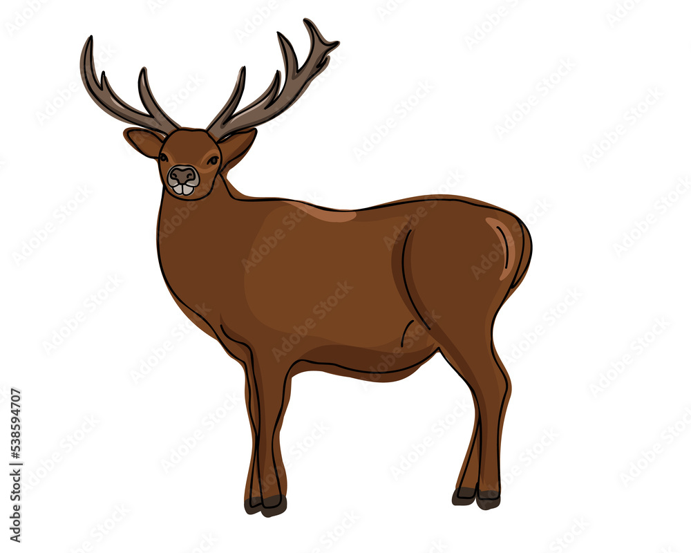 Deer