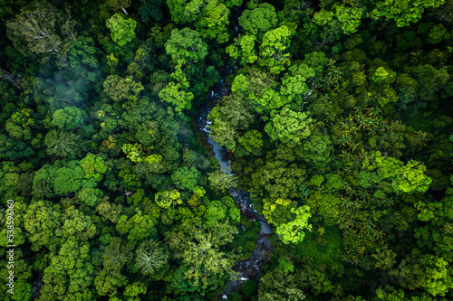river winding through dense rainforest photo