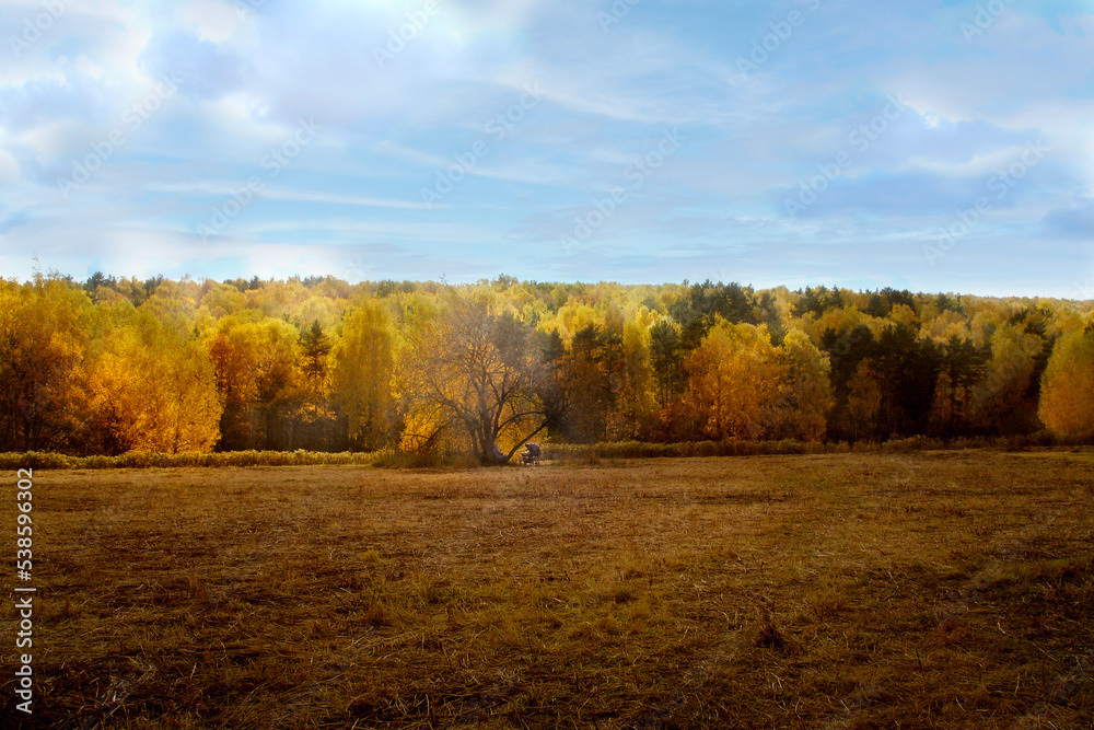 Autumn forest illuminated by the sun and a field. A woman with a stroller.