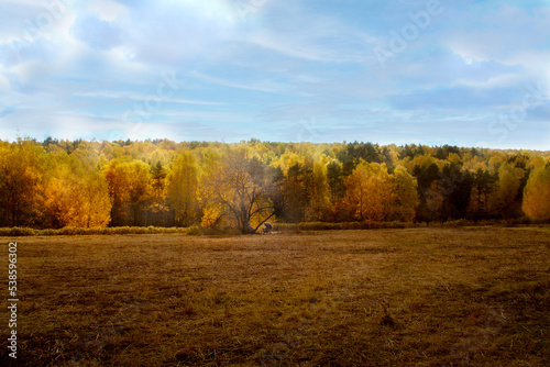 Autumn forest illuminated by the sun and a field. A woman with a stroller.