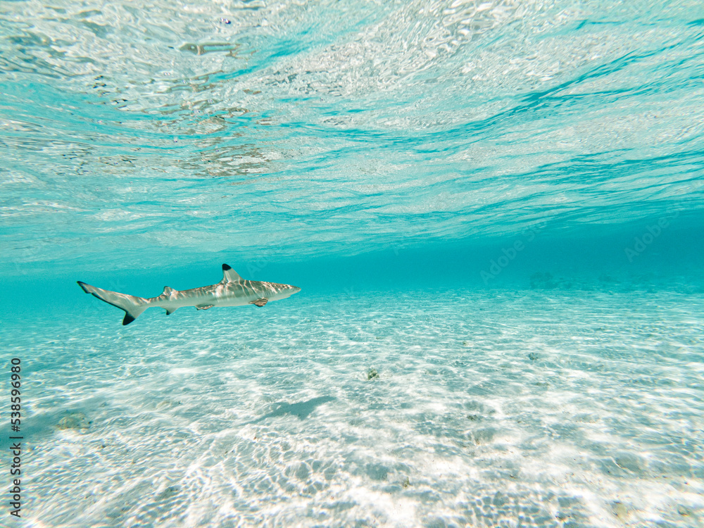 Obraz premium Schwarzspitzen-Riffhai in Küstennähe