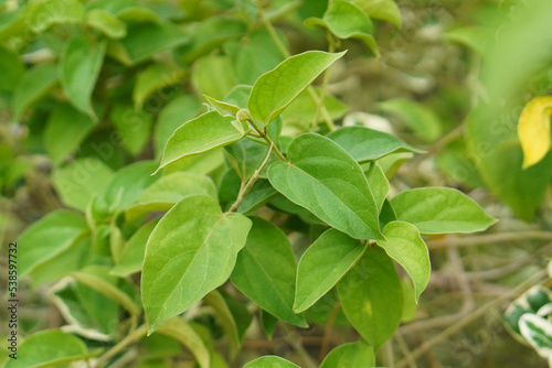 Gymnema Sylvestre Medicinal Plant Leaves. This plant is a good medicine for diabetes.Common names include gymnema, Australian cowplant and Gurmar.
