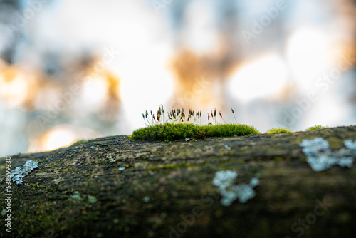 A wooden beam covered with adult moss. Green-brown macro photo. photo