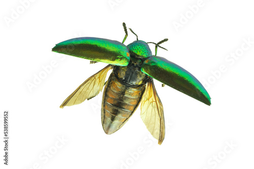 Buprestis Beetle isolated on white background.