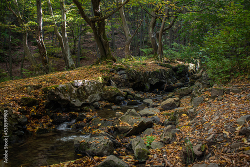 Fototapeta Naklejka Na Ścianę i Meble -  Little river in the forest