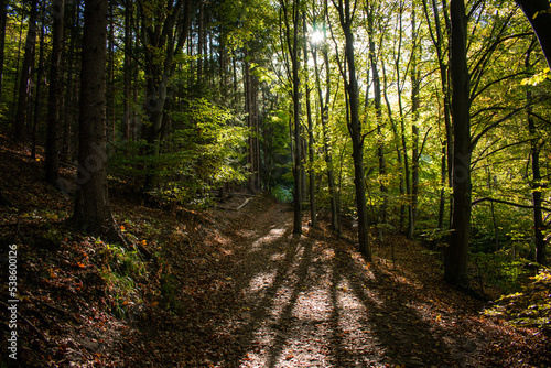 Fototapeta Naklejka Na Ścianę i Meble -  Sunset pathway in the forest