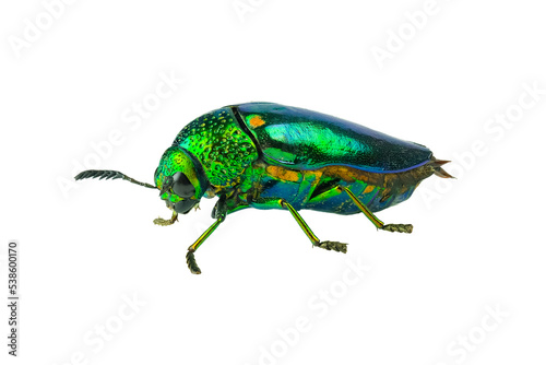 Buprestis Beetle isolated on white background