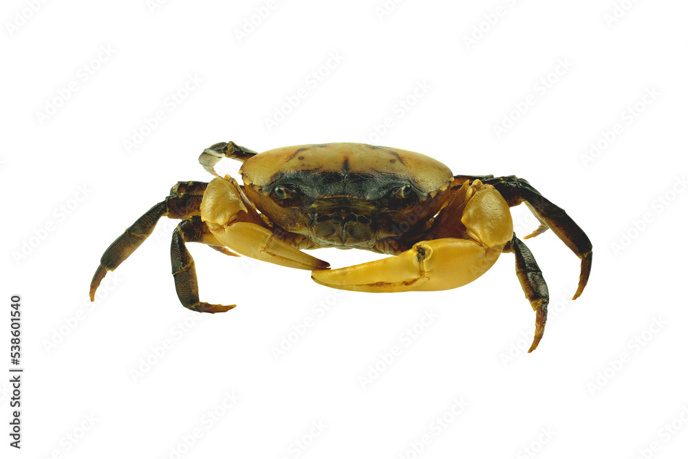 Crab (Field crab) Isolated on white background. Crab (Field crab) Isolated on white background.