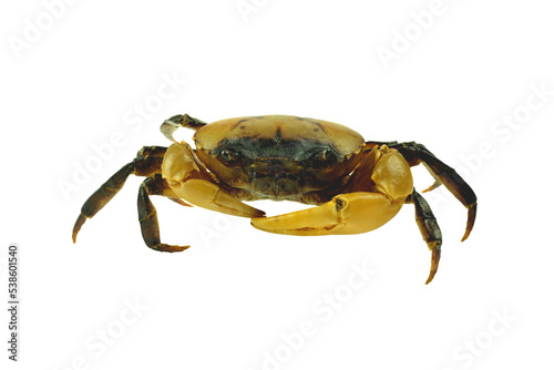 Crab (Field crab) Isolated on white background.