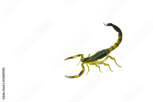 Brown Scorpion in front of a white background.