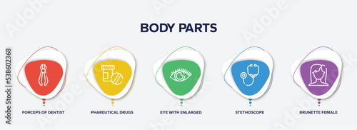 infographic element template with body parts outline icons such as forceps of dentist tools, phareutical drugs, eye with enlarged pupil, stethoscope, brunette female woman long hair vector.