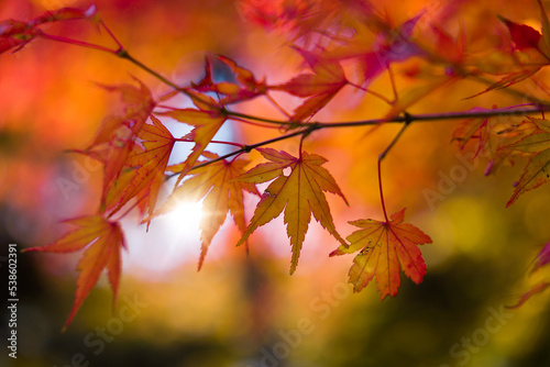 Red foliage of Japanese maple tree