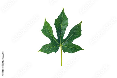 Chaiya vegetables or Tree spinach of Mexico isolated on white background.