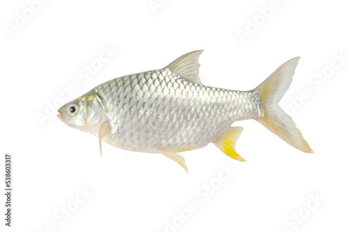 Freshwater fish isolated on white background closeup