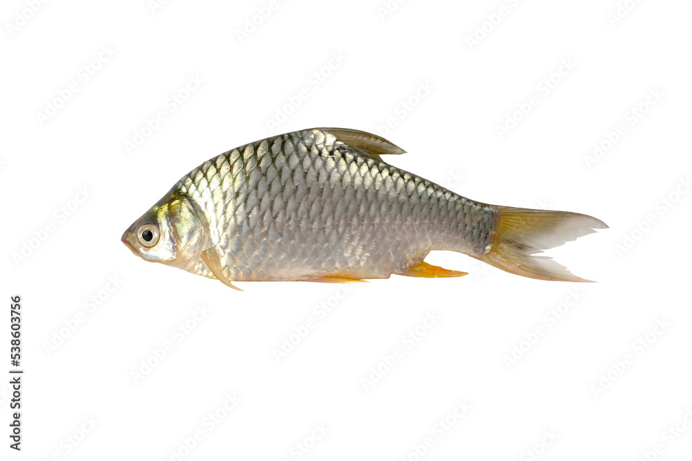 Fototapeta premium The Prussian carp, silver Prussian carp.