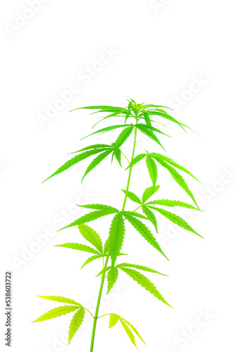 Marijuana leaves cannabis plants isolated on white background. © DECHA