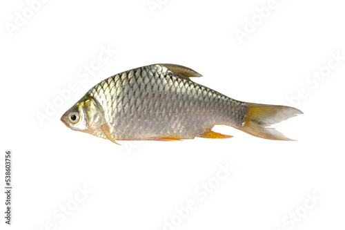 The Prussian carp, silver Prussian carp.