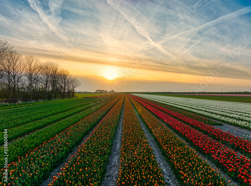 Dutch flower fields during spring - tulips in Holland photo