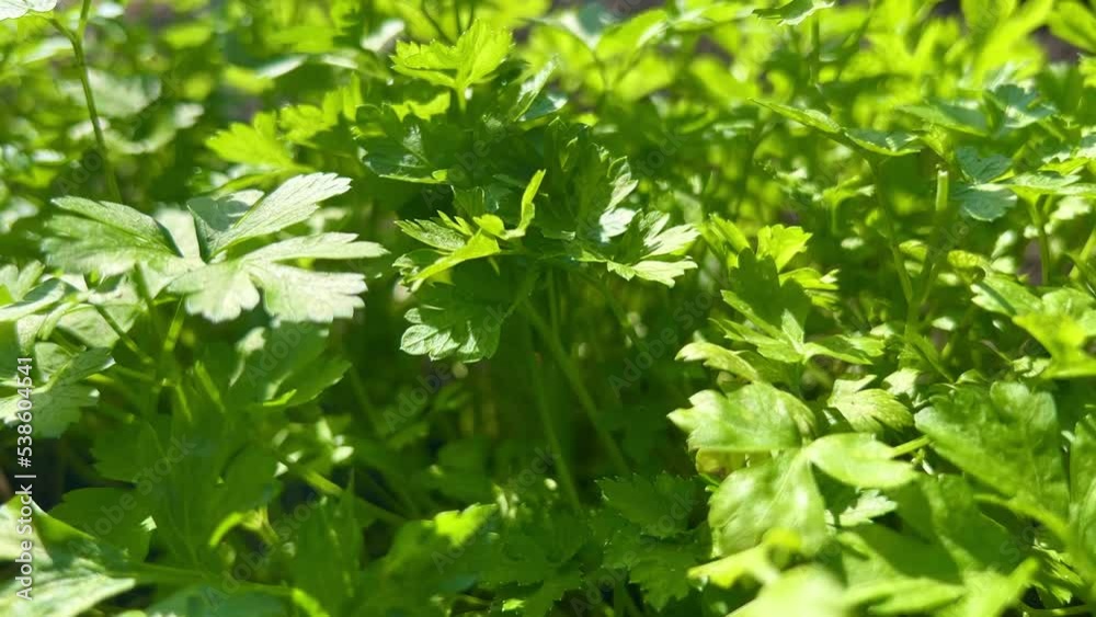 Young green parsley grows in the garden. Concept of agriculture, organic products and eco-friendly lifestyle. Young green parsley grows in the garden. Concept of agriculture, organic products and eco-friendly lifestyle.