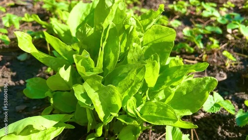 Wallpaper Mural Organic green sorrel growing in the garden. Torontodigital.ca