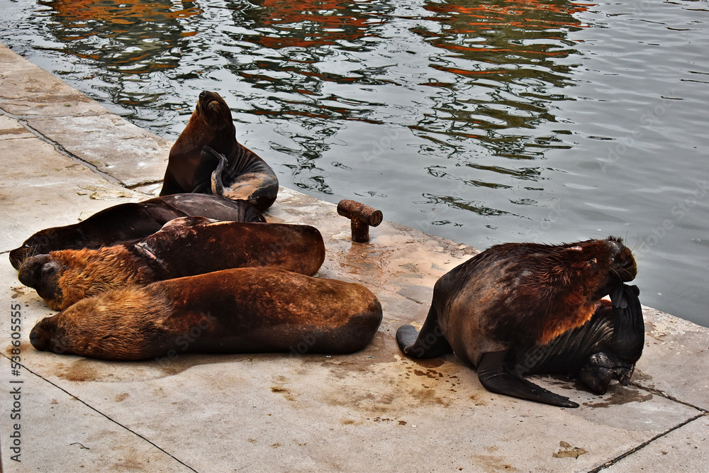 Fototapeta premium Sea lions resting on the port