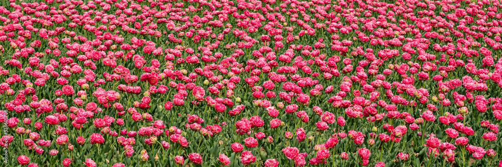 Beautiful flowers in large flower bed. Lots pink peonies on green field. Blooming plants in nature Beautiful flowers in large flower bed. Lots pink peonies on green field. Blooming plants in nature