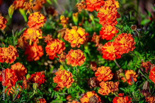 Red and orange flowers close up. Bouquet of yellow flowers. City flower beds  a beautiful and well-groomed garden with flowering bushes.