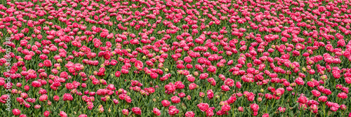 Beautiful flowers in large flower bed. Lots pink peonies on green field. Blooming plants in nature © somemeans
