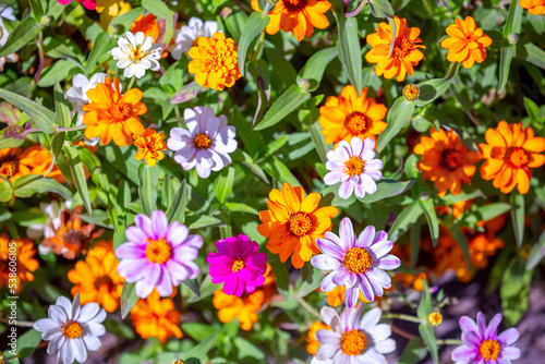 Multicolored flowers close-up. Bouquet of colorful flowers. City flower beds, a beautiful and well-groomed garden with flowering bushes.