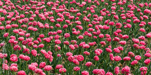 Lots pink peonies on green field. Beautiful flowers in large flower bed. Blooming plants in nature