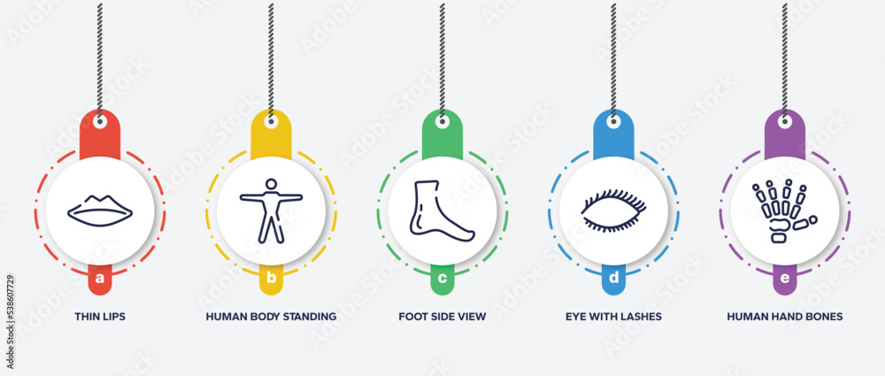 infographic element template with body parts outline icons such as thin lips, human body standing, foot side view, eye with lashes, human hand bones vector. infographic element template with body parts outline icons such as thin lips, human body standing, foot side view, eye with lashes, human hand bones vector.