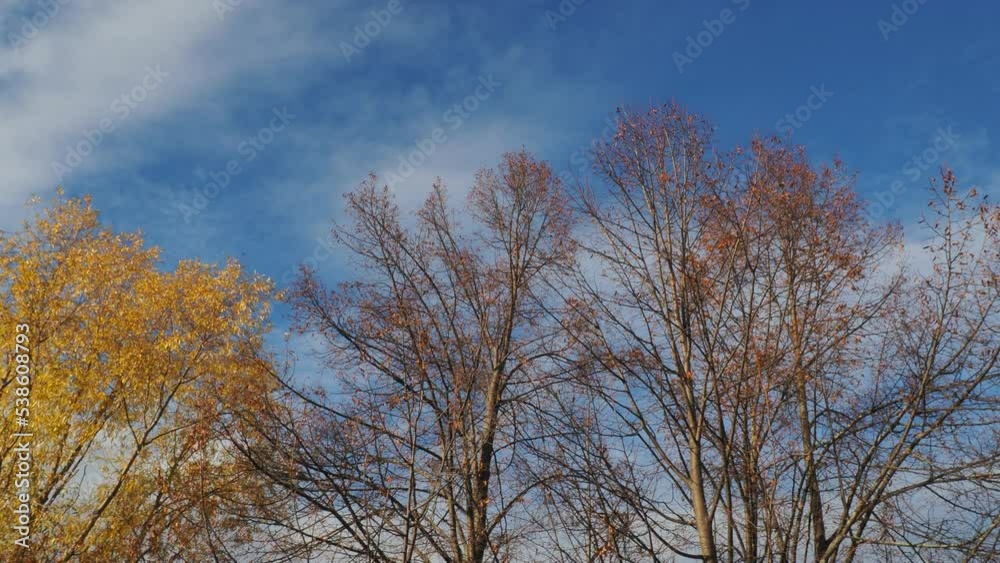 sky and trees sky and trees
