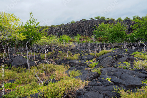 coastal lava field and vegetation abutting cliffs along ala kahakai national trail at alahaka bay in south kona hawaii