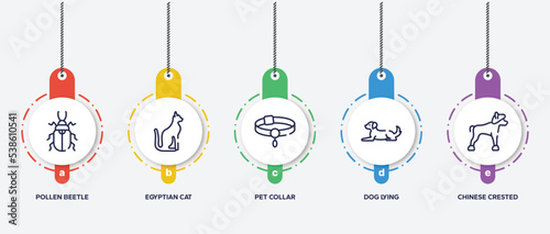 infographic element template with dog breeds fullbody outline icons such as pollen beetle, egyptian cat, pet collar, dog lying, chinese crested vector.
