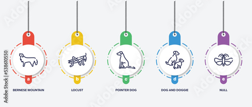 infographic element template with dog and training outline icons such as bernese mountain dog, locust, pointer dog, and doggie, null vector.