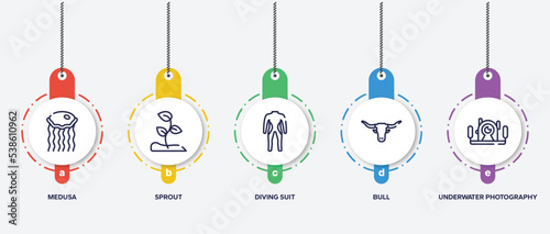 infographic element template with diving outline icons such as medusa, sprout, diving suit, bull, underwater photography vector.