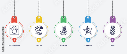 infographic element template with nature outline icons such as veterinarian, toucan, bulrush, starfish, pine vector.